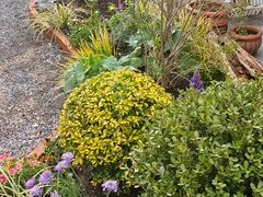 -Jo's Garden