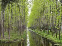 -合肥滨湖国家森林公园