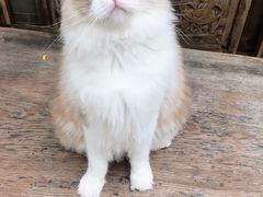 -喵屿·大理花园猫咖