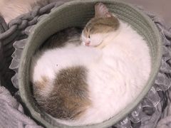 -怪兽屋·羊驼·猫咖·狗咖(俊华广场店)