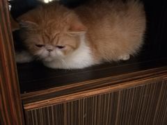 -more than meow吴止猫主题餐厅(承德 中船汇店)