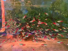 -溪岸路花鸟市场