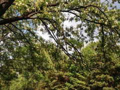 -长白岛森林公园