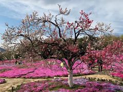 -棒棰岛宾馆景区