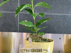 -四叶咖咖啡(昆明恒隆PRO店)