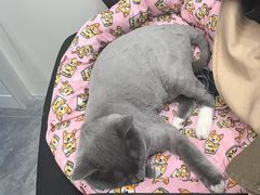 -芭比堂动物医院·CT·微创中心(新顺分院)