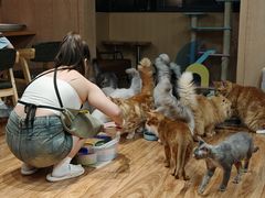 -MOCHA明星猫咖(田子坊店)