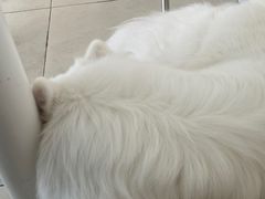 -怪兽屋·羊驼·猫咖·狗咖(俊华广场店)