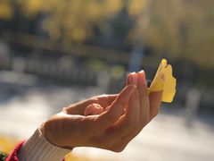 -三里屯东五街银杏大道