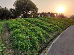 -上海杨姆庄园
