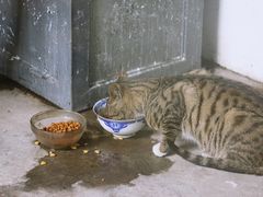 -猫里有甜