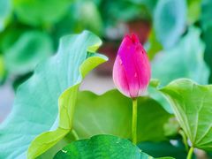 -莲花池公园