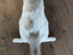 -东方名猫馆·英短金渐层布偶猫舍(环线广场1号楼店)