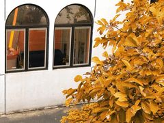 -三里屯东五街银杏大道