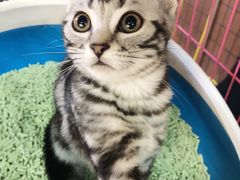 -袖虎·猫馆(体育西路店)