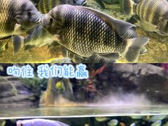 -上海海洋水族馆
