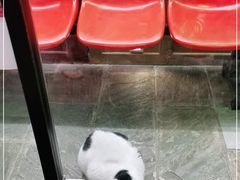 -猫咪博物馆(顶澳仔猫街店)
