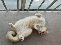 -有喵·猫咖·狗咖·40+猫狗有小奶狗(岗厦店)