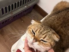 -萌喵宠狗爱心宠咖