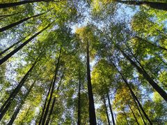 -山王坪喀斯特国家生态公园