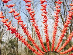 -合肥滨湖国家森林公园