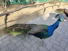 -西霞口神雕山野生动物世界