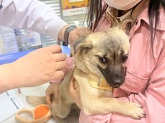 -pd派德宠物中心医院24H急重症·眼科中心·血液透析中心(嵩山北路店)