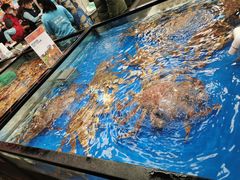 水产区-盒马鲜生(杨高南路店)