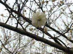 -秀丽东方