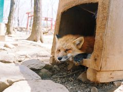 -宫城藏王狐狸村