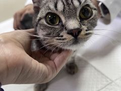 -美联众合动物医院·24h转诊中心