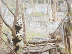 -都江堰中华大熊猫苑