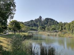 -王借岗森林公园