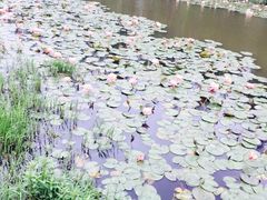 -艾溪湖湿地公园