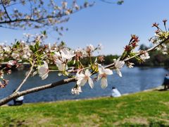 -上海共青森林公园