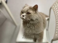 -我爱猫咪·猫咖·狗咖·安哥拉兔·羊驼咖(小寨华旗店)