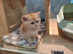 -BABIT巴比特宠物(MOMOPARK店)