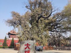 -大槐树寻根祭祖园