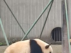 -卧龙中华大熊猫苑神树坪基地