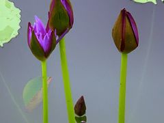 -国家植物园南园