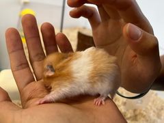 -怪兽屋·羊驼·猫咖·狗咖(俊华广场店)