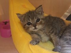 -Pets First伊珊娜洗护·精致美容·家庭式寄养(新会路店)