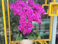-松山湖梦幻百花洲