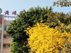 -长洲岛
