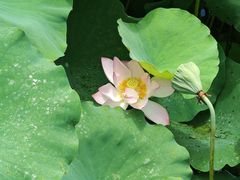 -深圳仙湖植物园