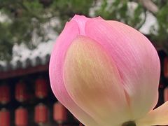 -秋霞圃