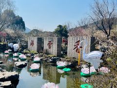 -香雪海