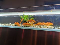 -黄鱼炙夜(华家池店)