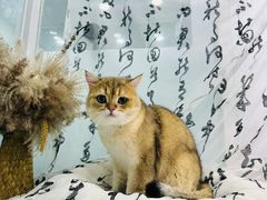 -爱洗澡的猫(望京店)