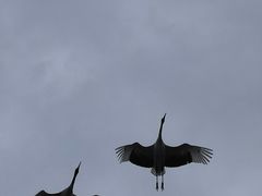 -盐城丹顶鹤湿地生态旅游区